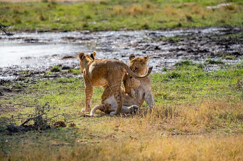 Lion (Panthera leo), two playful cubs fighting playfully, Khwai, Okavango Delta, Moremi Game Reserve, Botswana