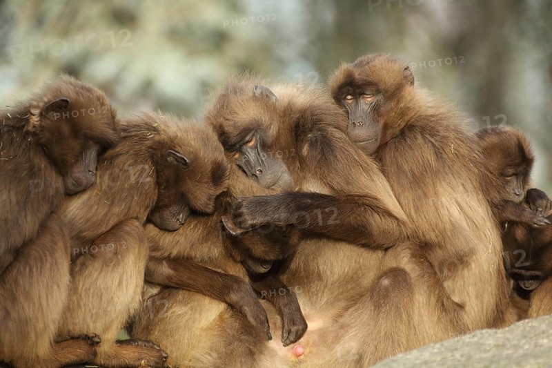 Group gelada baboon (Theropithecus gelada) crowded together during sleep, sleeping, relaxing, captive