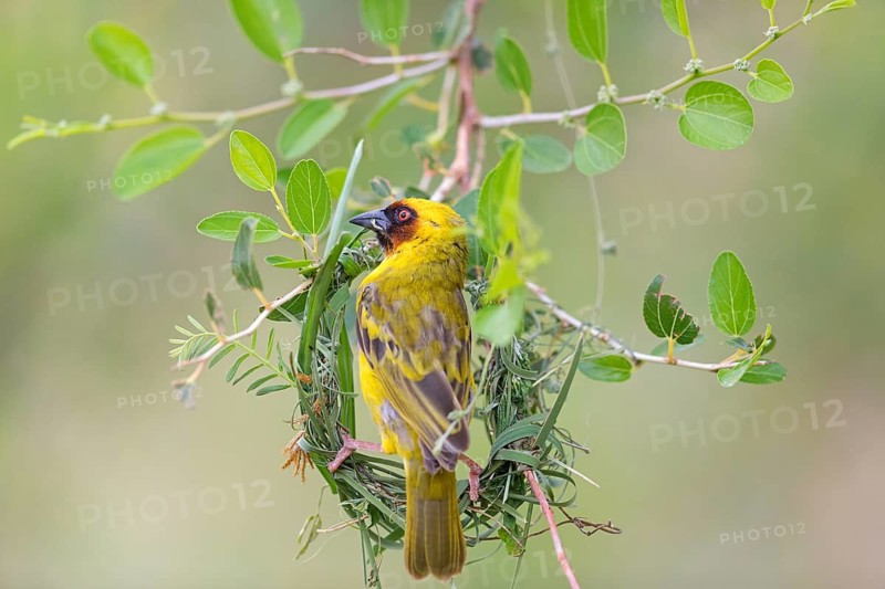 Ruppell's Weaver, Rueppell's Weaver, (Ploceus galbula), weaver bird building a nest, weaver birds, Ayn Razat, Salalah, Dhofar, Oman
