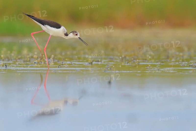 Black-winged Stilt (Himantopus himantopus) foraging, Lazio, Italy