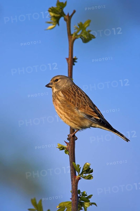 Linnet, Common Linnet, Eurasian Linnet, (Carduelis cannabin), (Acanthis cannabina), Linotte mÈlodieuse, Pardillo Com?n