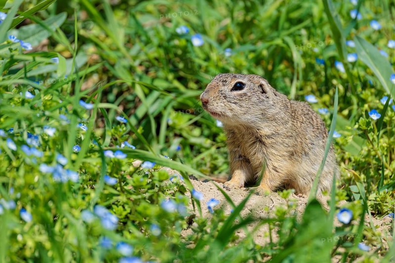 A fully grown ground squirrel (Spermophilus citellus) sits in a green meadow on a sunny day, intently observing its surroundings. Austria