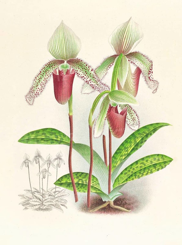 Orchid, Cypripedium superbiens, authentic reproduction of an illustration by Jean Jules Linden (1817 - 1898), Luxembourgish-Belgian botanist, one of the fathers of orchid research, Historical