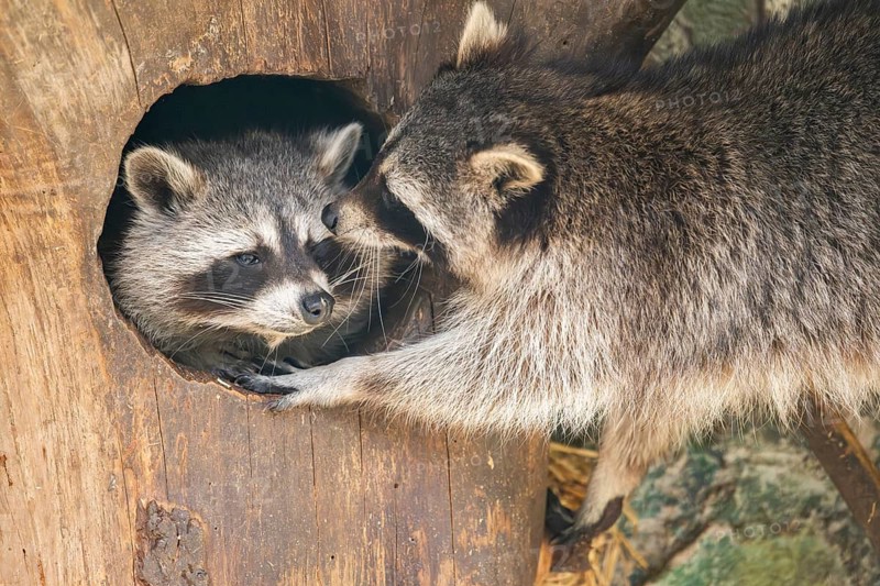 Raccoon (Procyon lotor), in a tree in a forest, Bavaria, Germany