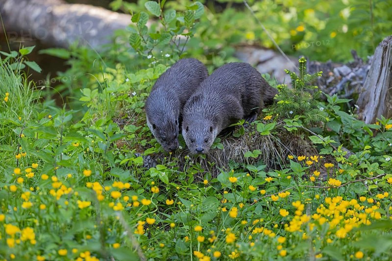 Two Eurasian otter (Lutra lutra), sitting on a mossy tree stump. Some yellow flowers (Ranunculus) and green vegetation around