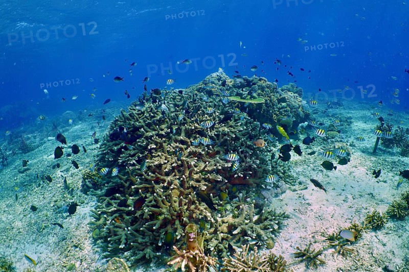 An artificial coral reef, coral farming, with numerous colorful fish in clear blue water, dive site SD, Nusa Ceningan, Nusa Penida, Bali, Indonesia