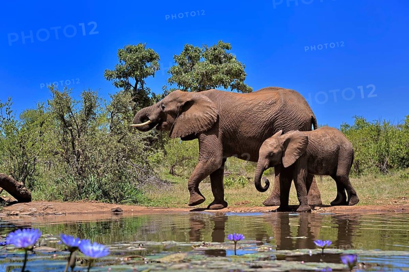 African elephant (Loxodonta africana), adult, female, mother, young animal, mother with young animal, at the water, drinking, Kruger National Park, Kruger National Park, South Africa