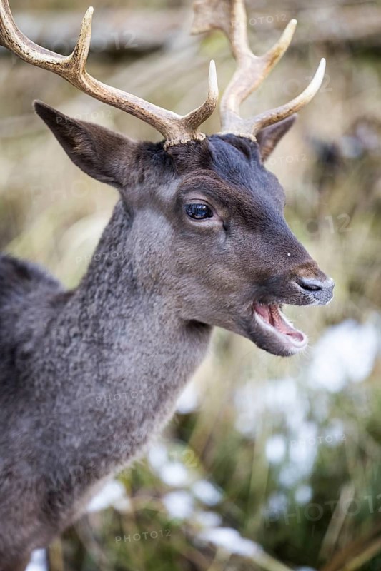 Fallow deer (Dama dama), portrait, male, captive, Landsberg am Lech Wildlife Park, Upper Bavaria, Bavaria, Germany
