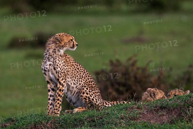Cheetah (Panthera pardus), South Africa