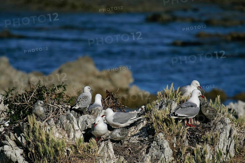 Silver Gull (Chroicocephalus novaehollandiae scopulinus), South Island, New Zealand