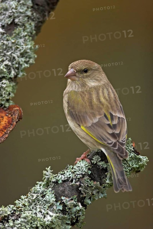 Greenfinch, Greenfinch, European Greenfinch, Western Greenfinch, Carduelis chloris, (Chloris chloris), Battenberg, Hockenheim, Baden-Württemberg, Germany