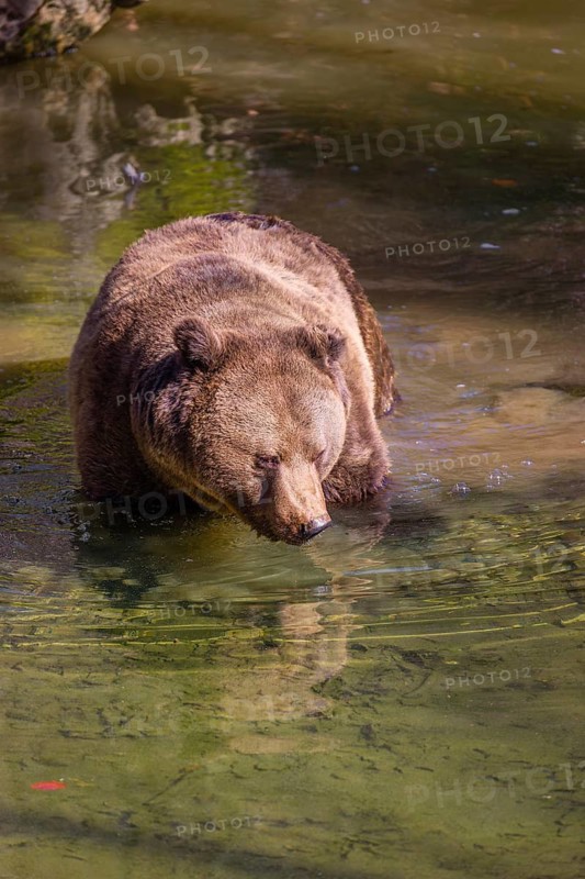 An adult male brown bear (Ursus arctos arctos) stands in a pond