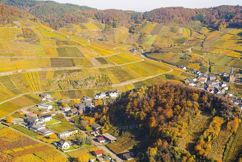 Vineyards in autumn, Mayschoß with parish church, red wine growing region Ahrtal, red wine of the Pinot Noir and Portugieser grape is grown here, Eifel, Rhineland-Palatinate, Germany