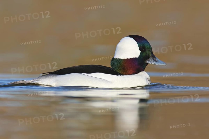 Bufflehead (Bucephala albeola) male, British Columbia, Canada