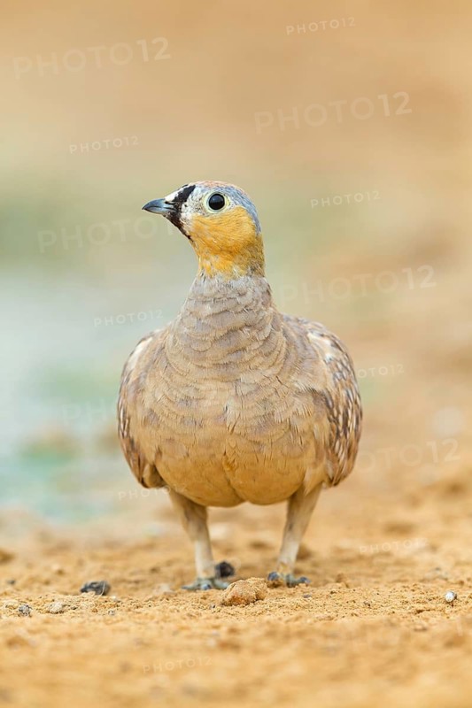 Kronenflughuhn, Crowned Sandgrouse, Pterocles coronatus, Ganga couronné, Ganga Coronada