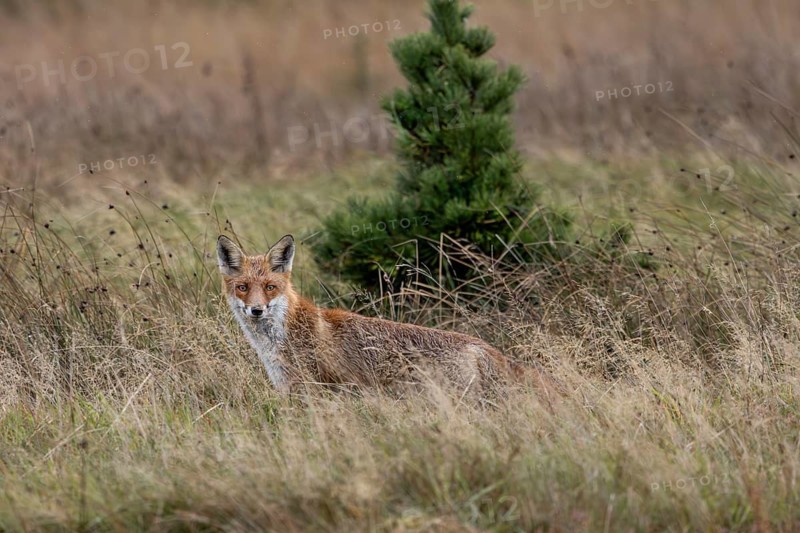 A noise in the meadow makes the red fox (Vulpes vulpes) pause attentively, hunting, attracting, rainy, October, Denmark