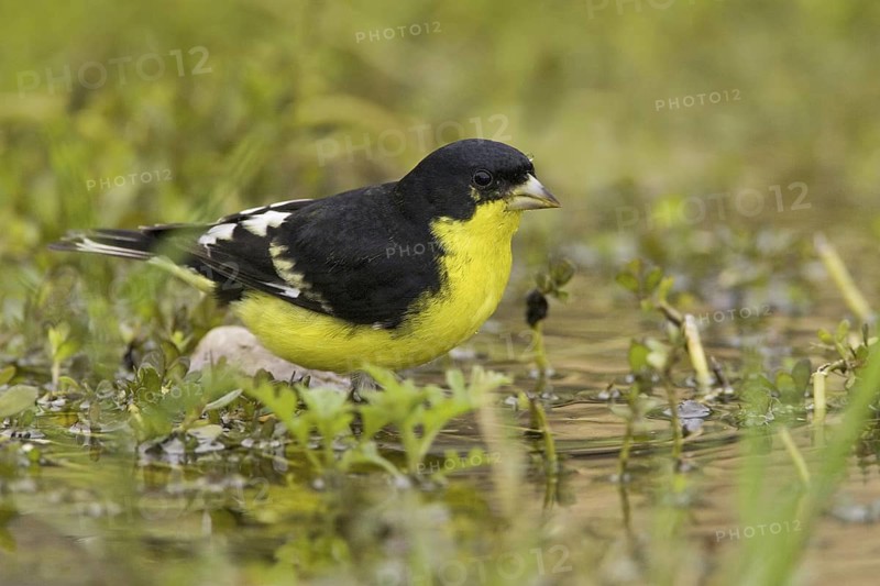 Lesser Goldfinch (Spinus psaltria) male, Texas, USA