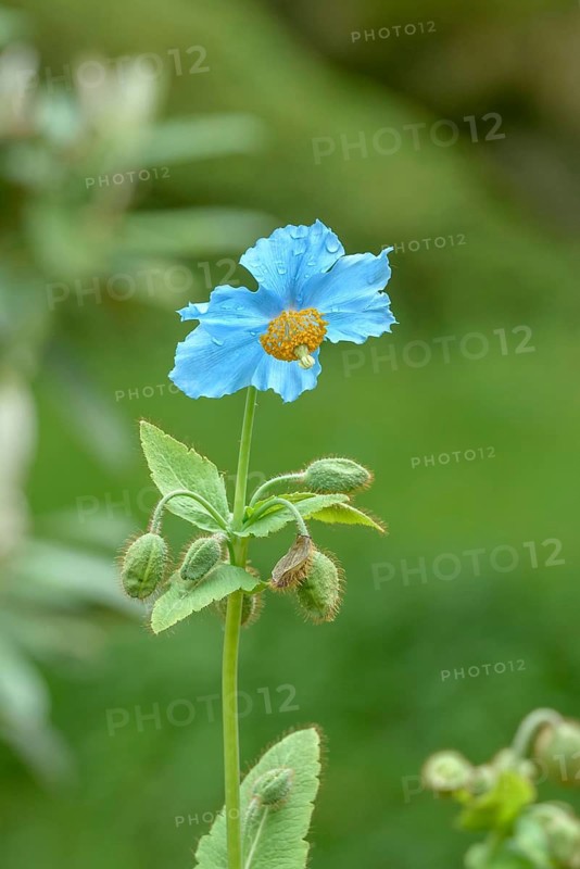 Tibetan poppy (Meconopsis betonicifolia), Rhodo 2014, Federal Republic of Germany