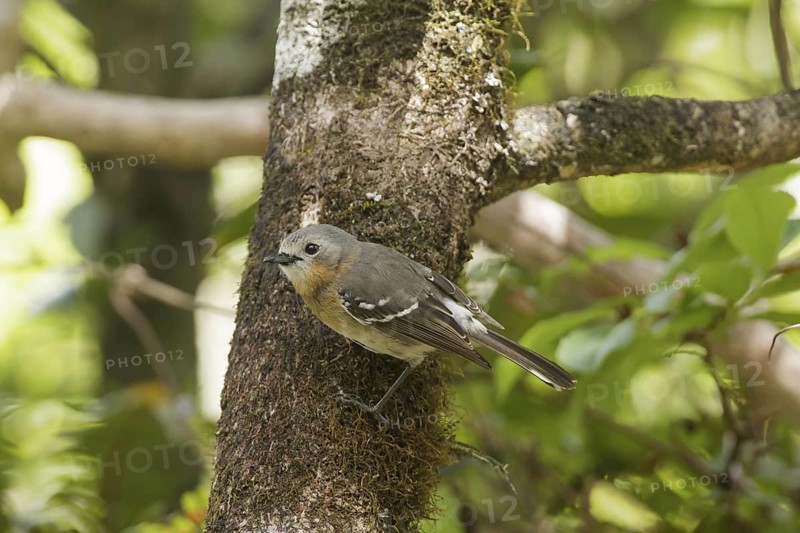 Kauai Elepaio (Chasiempis sclateri), Hawaii, USA