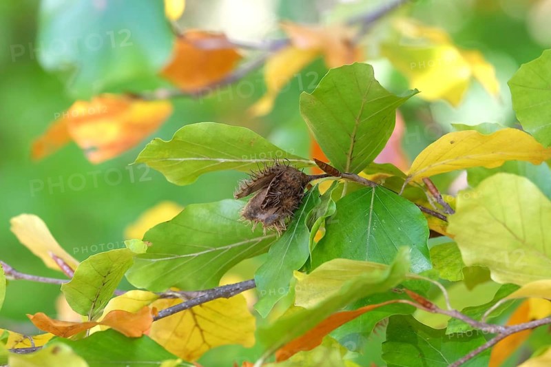 European beech (Fagus sylvatica), Babelsberg Park, Germany