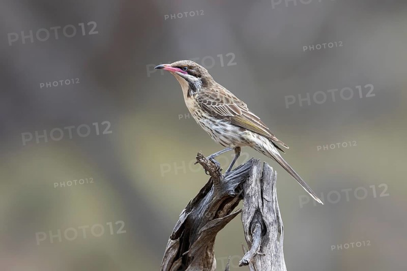 Spiny-cheeked Honeyeater (Acanthagenys rufogularis) perched on a branch, Victoria, Australia