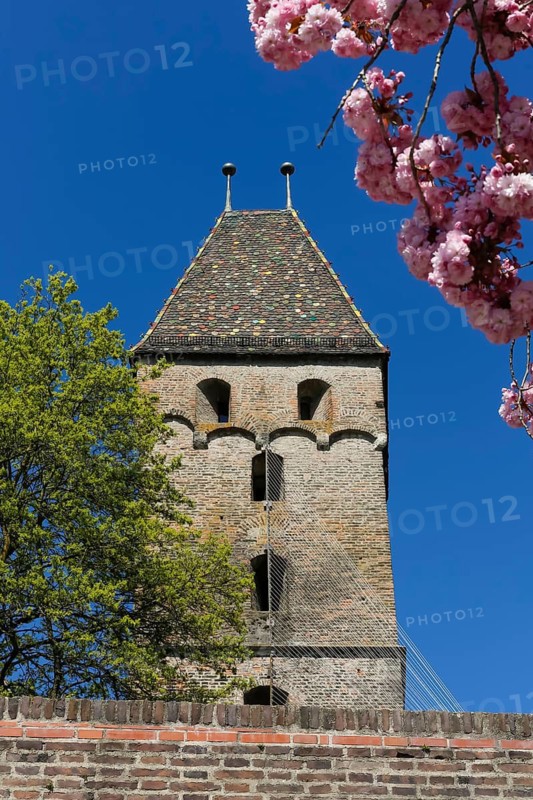 Metzgerturm with an installation by Johannes Pfeiffer, temporary art in public space, contemporary art, rope installation, wire ropes, blue sky, historical building, city gate of the medieval city fortification, flowering branches, spring blossoms, pink blossoms, Ulm, Baden-Württemberg, Germany