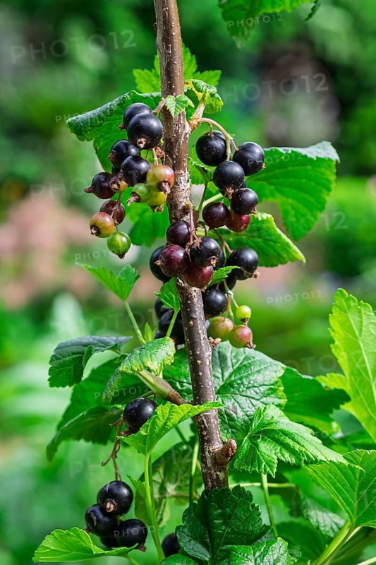 Black currant (Ribes nigrum) with ripe and unripe fruit, North Rhine-Westphalia, Germany