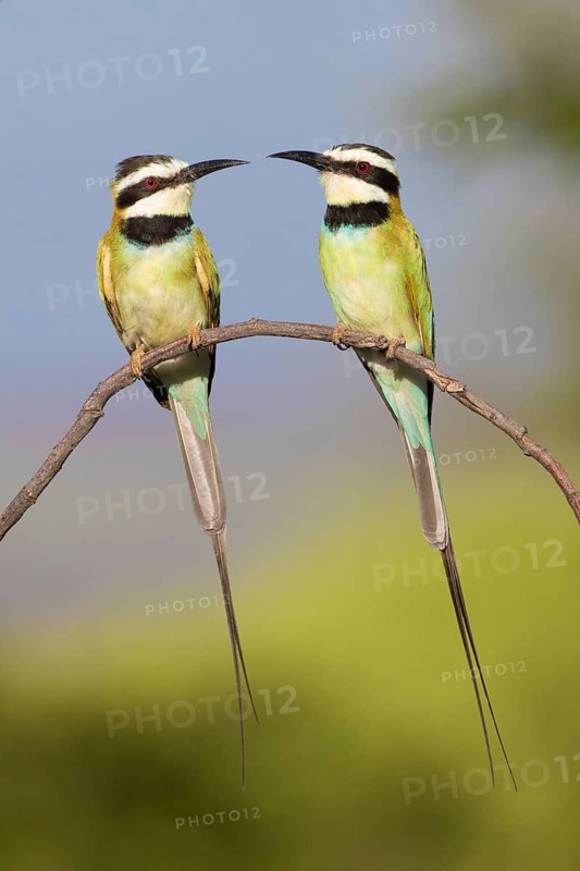White-throated Bee-eater (Merops albicollis) perched on a branch, Lake Natron, Tanzania
