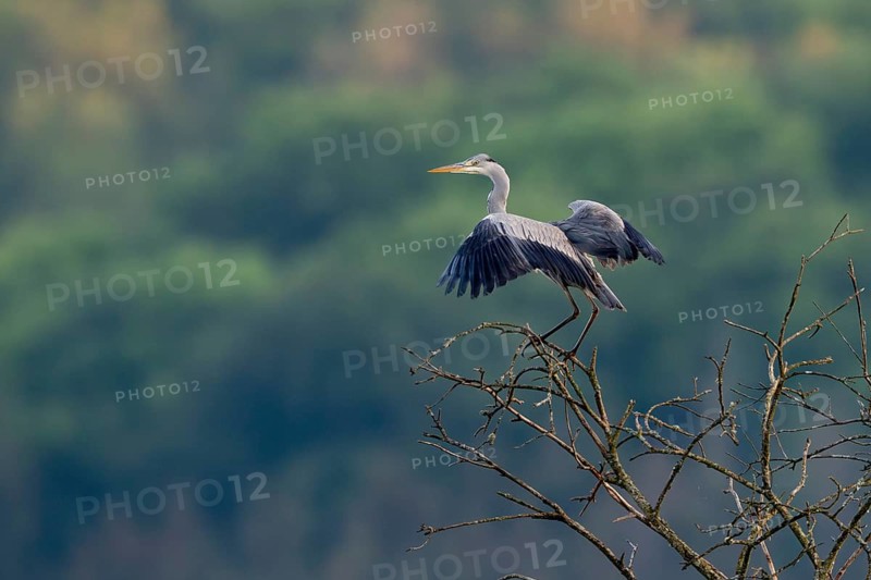 Grey heron (Ardea cinerea), Vulkaneifel, Rhineland-Palatinate, Germany