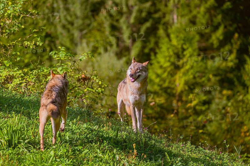 Two eurasian gray wolves (Canis lupus lupus) stand on a meadow on a hill
