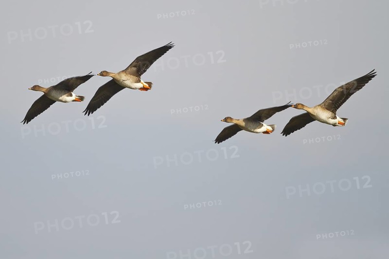 Taiga Bean Goose (Anser fabalis) flying, North Rhine-Westphalia, Germany