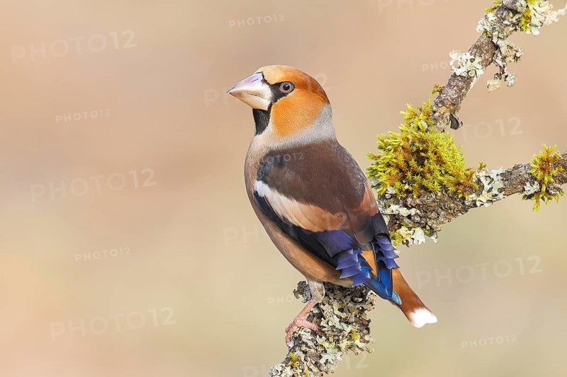 Hawfinch (Coccothraustes coccothraustes), male sitting attentively on a branch covered with lichen, wildlife, winter, light-coloured beak, feeding site, finch bird, finches, Siegerland, North Rhine-Westphalia, Germany