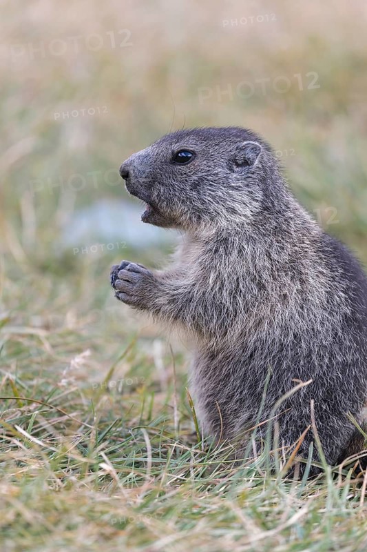 One Alpine Marmot, Marmota marmota, sitting in grass. Grossglockner high alpine road, Hohe Tauern National Park