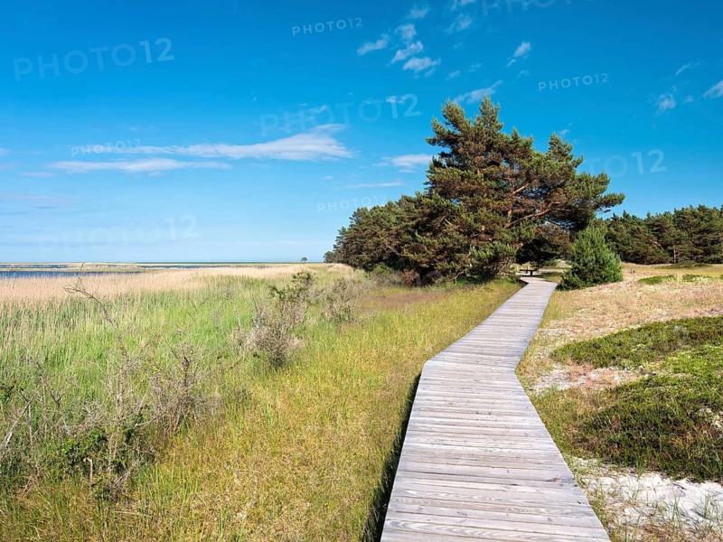 Bohlenweg winds through the dunes at Darßer Ort, core zone of the Western Pomeranian Lagoon Area National Park, Darßer Ort, Prerow, Fischland-Darß-Zingst peninsula, Mecklenburg-Western Pomerania, Germany