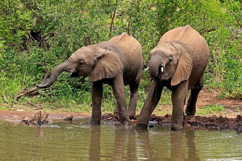 African elephant (Loxodonta africana), two young animals, at the water, drinking, Kruger National Park, Kruger National Park, South Africa