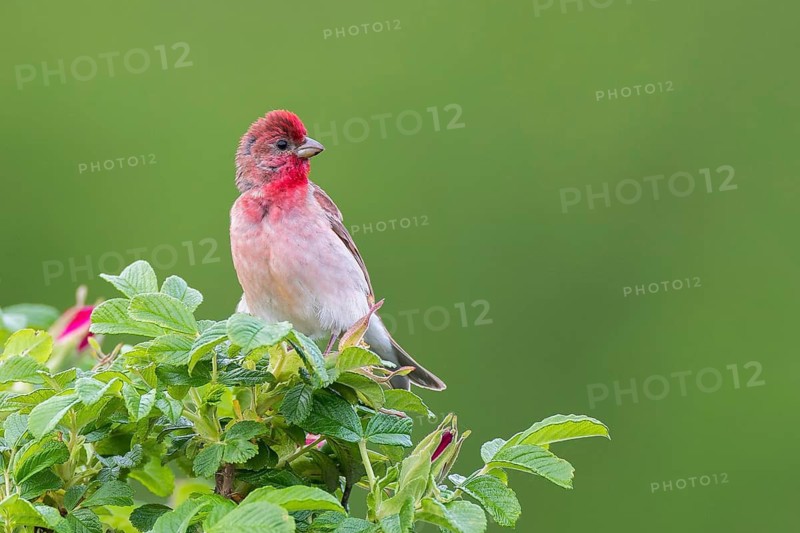 Common Rosefinch (Carpodacus erythrinus) male, Mecklenburg-Western Pomerania, Germany