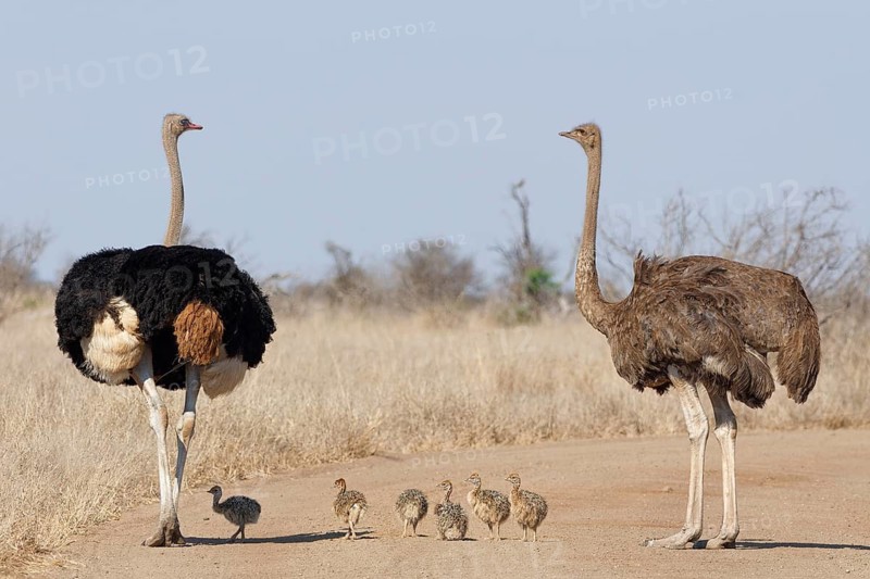 South African ostriches (Struthio camelus australis), two adults, male and female, standing on the dirt road, next to a group of several chicks, Kruger National Park, South Africa