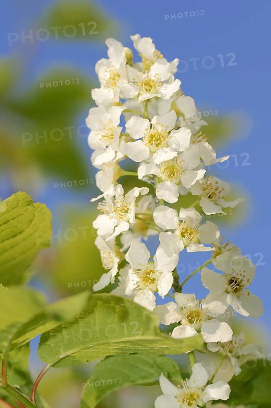 Common weeping cherry (Prunus padus, Padus avium), flowering, North Rhine-Westphalia, Germany