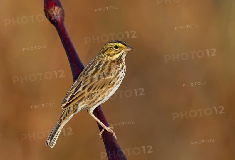 Savannah Sparrow (Passerculus sandwichensis), Ohio, USA