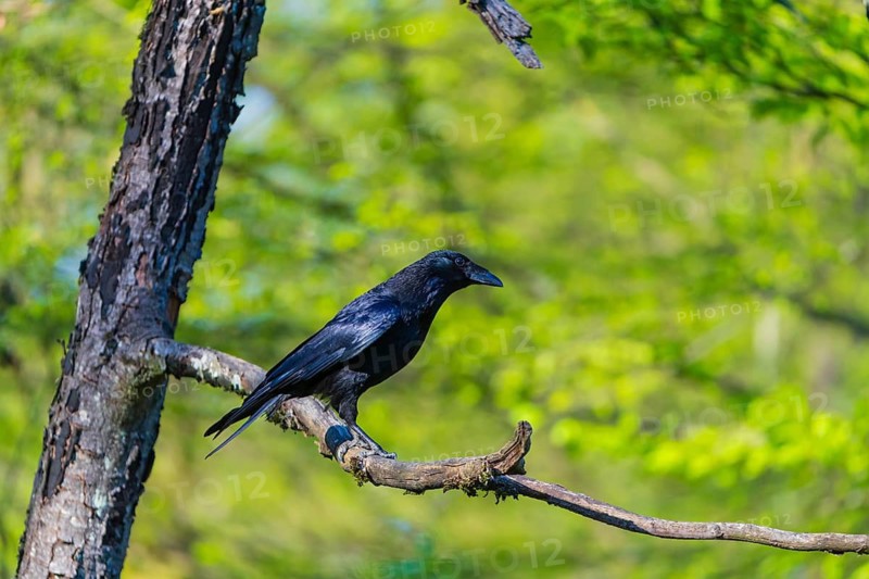 One carrion crow (Corvus corone), sitting on a branch of a tree in bright sunlight with green vegetation in the background