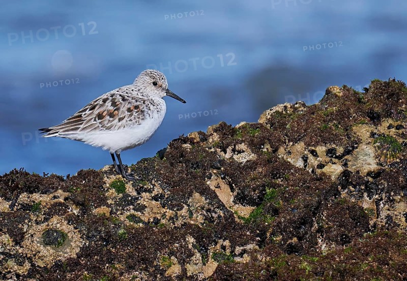 Sanderling (Calidris alba), Asturias, Spain