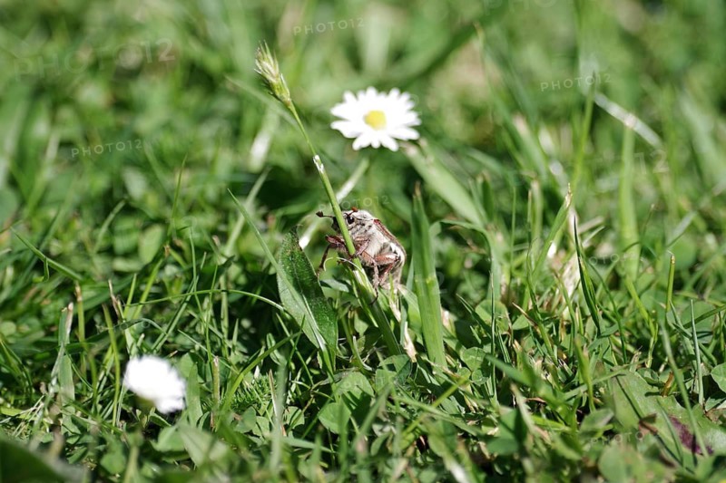 Cockchafer (Melolontha), Meadow, Messenger of spring, 1st May, A cockchafer crawls up a blade of grass