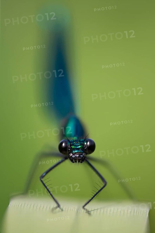 Banded demoiselle damselfly (Calopteryx splendens) adult male insect resting on a reed leaf in summer, Suffolk, England, United Kingdom