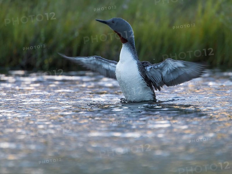 Red-throated Loon (Gavia stellata) flapping, Sweden