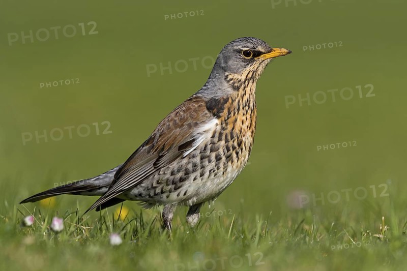 Juniper thrush, (Turdus pilaris), animals, birds, family of thrushes, Rosensteinpark, Stuttgart, Baden-Würrttemberg, Federal Republic of Germany