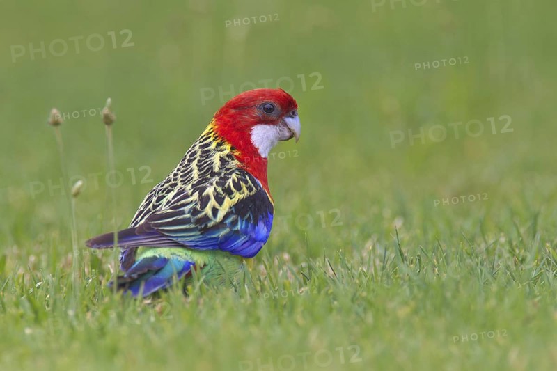 Eastern Rosella (Platycercus eximius), South Australia, Australia