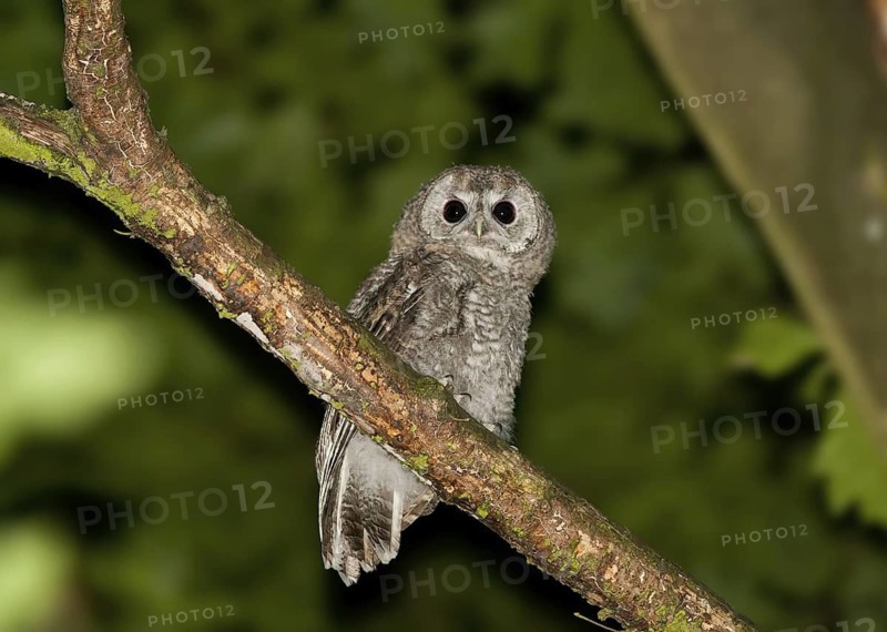 Tawny Owl (Strix aluco), Baden-Wuerttemberg, Germany