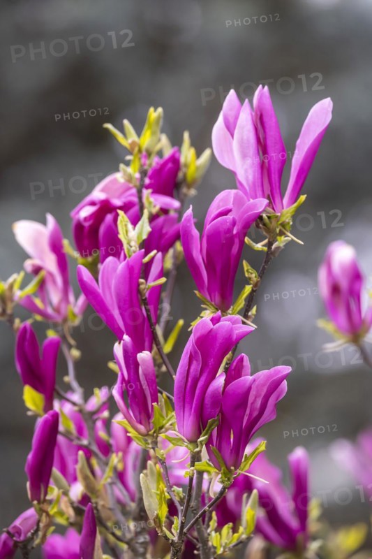 Magnolias (Magnolia) in bloom at Hohenheim Palace. Exotic and Botanical Garden of the University of Hohenheim in Stuttgart, Baden-Württemberg, Germany