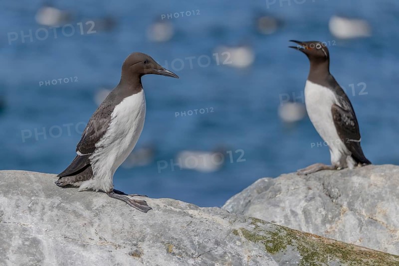Common guillemot (Uria aalge), pair, Hornoya, Varangerfjord, Norway