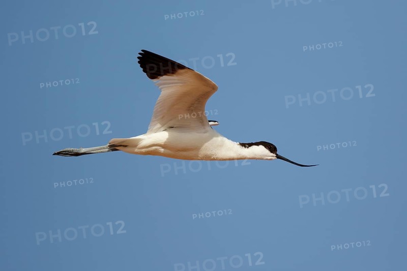 Pied Avocet (Recurvirostra avosetta) flying, Lesvos, Greece